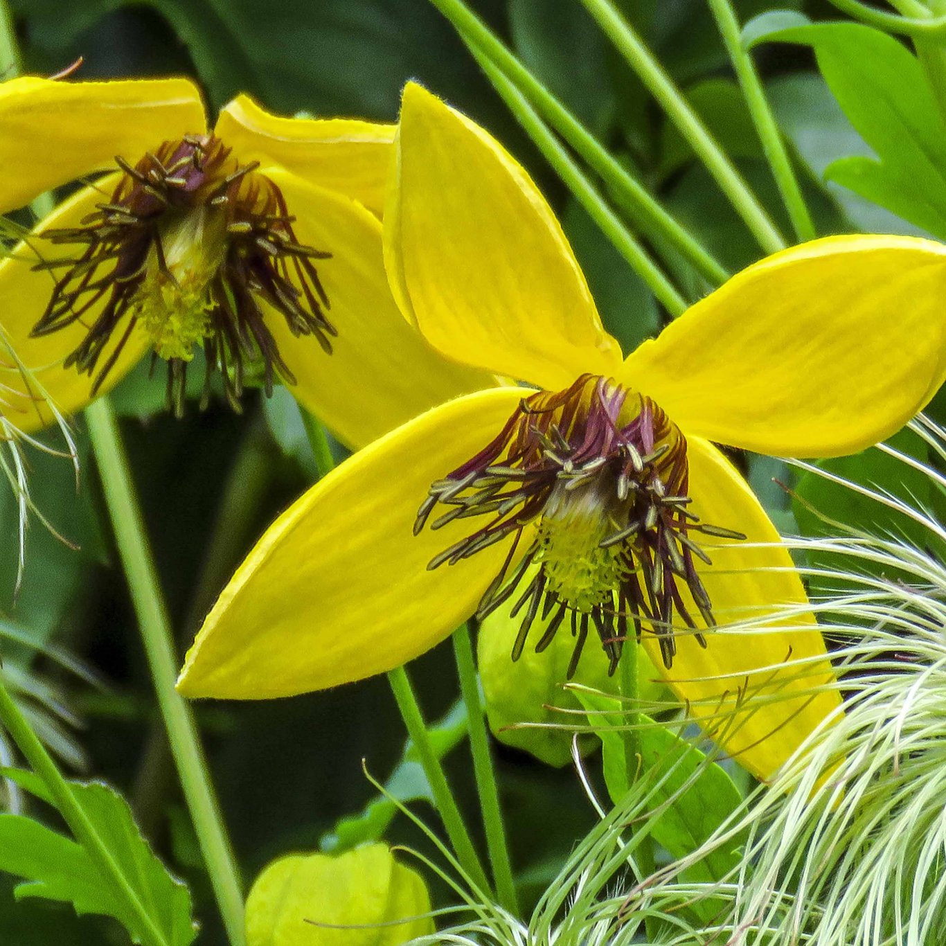 Klematis – Clematis 'Golden Harvest' - C2 50-60 CM 3 Stick